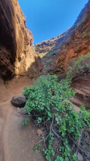 2022-02-GranCan-Barranco_Las_Vacas-PM-NN-21.jpg